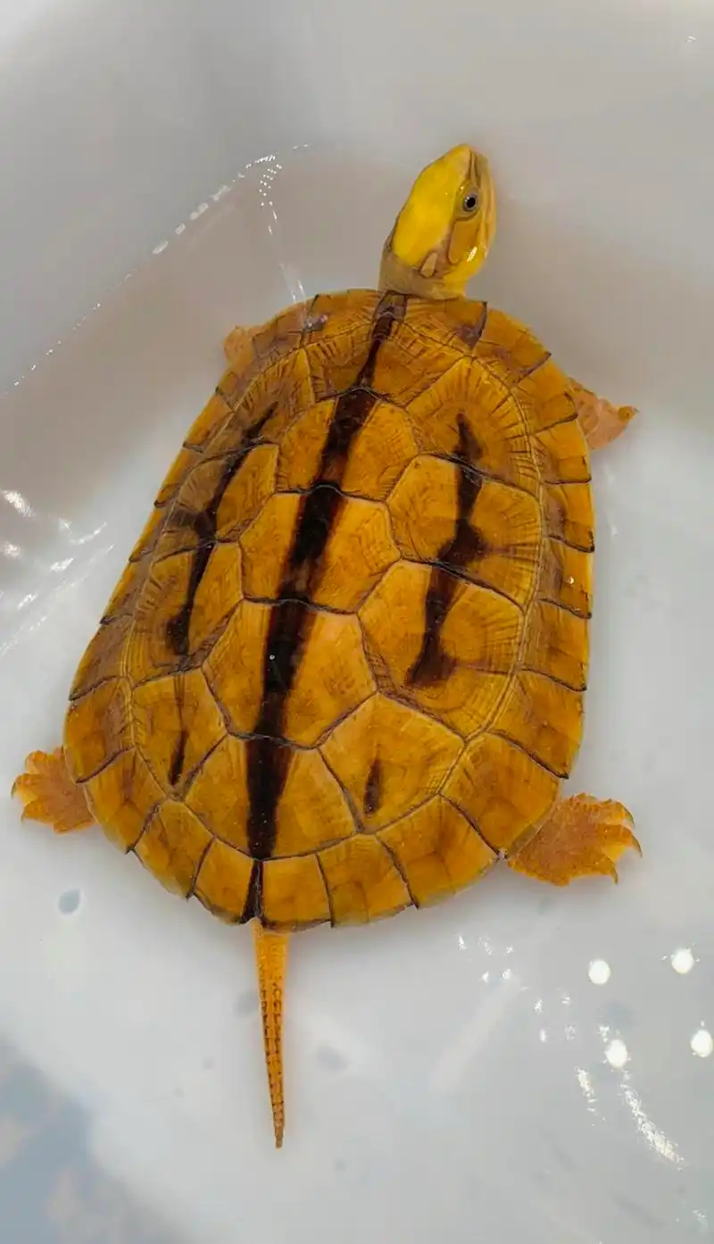 纯种金钱龟极品海南大黄头