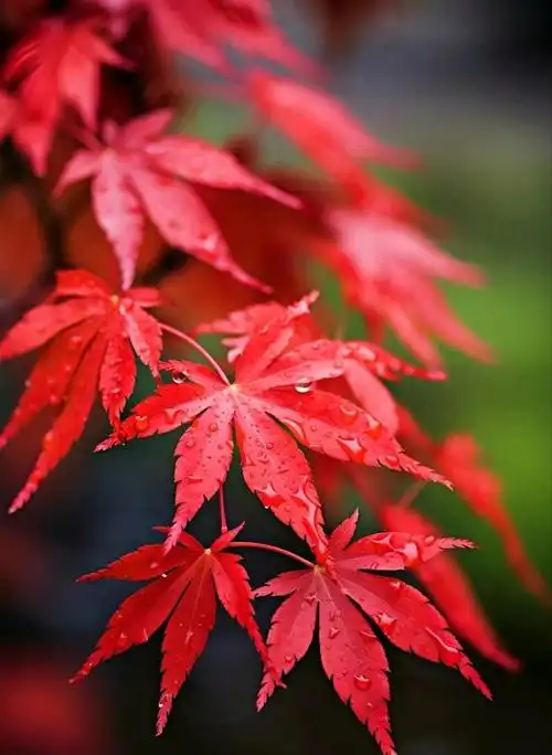 秋意浓浓,秋天的韵味儿弥漫着黄菊和红枫,它们如同大自然的调色板