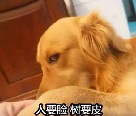 网络用语双标狗是什么意思 双标狗是什么梗 2