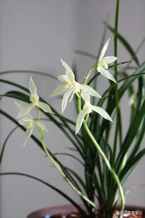 临近元旦,这种兰花必须养,花叶都美,风格特殊,可别不当一回事