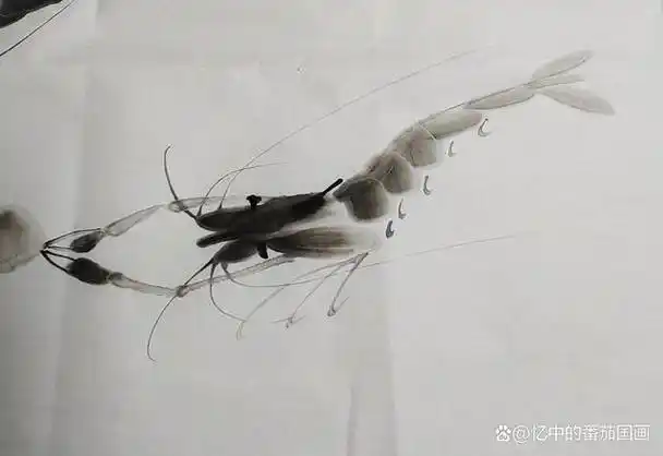 水墨虾游动画法以下几个步骤值得收藏学习