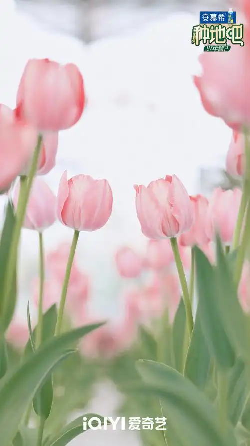 壁纸 花 桌面 690_1227 竖版 竖屏 手机