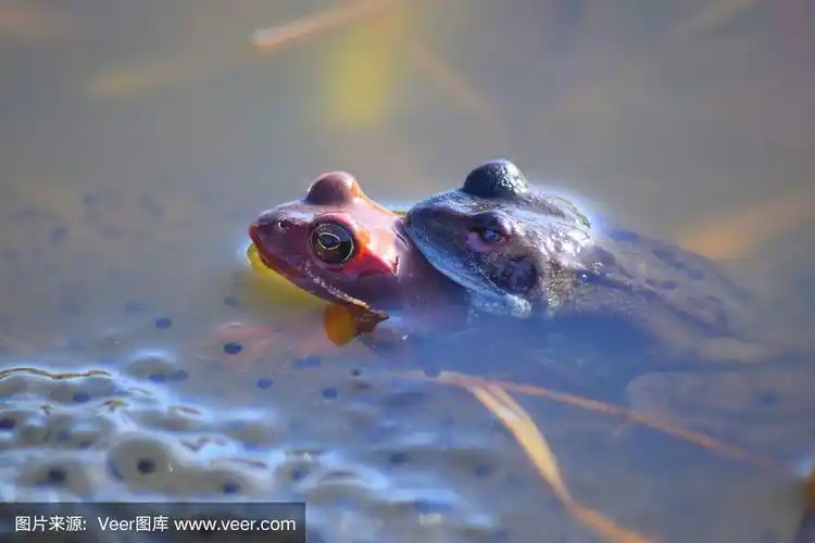 两只可爱的红青蛙在泉水中交配