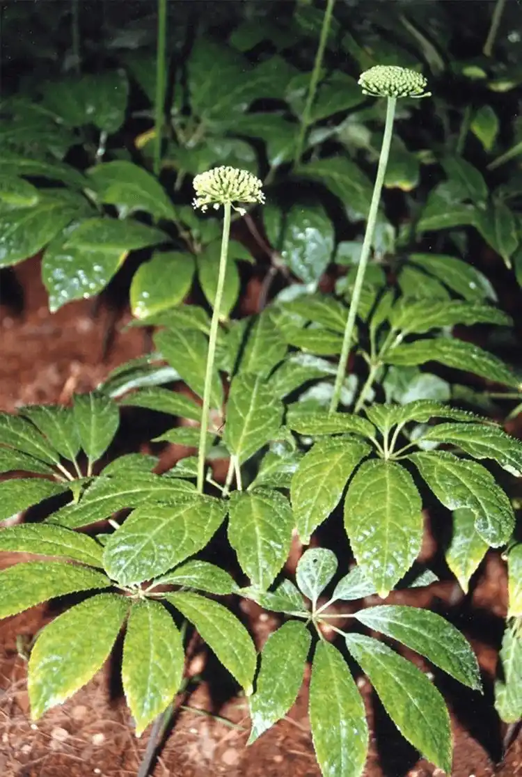 特约专栏活血化瘀常用药三七