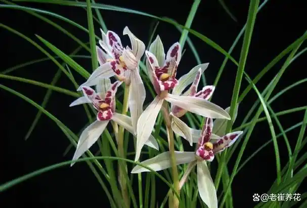 兰花,被誉为花中的佼佼者,耐寒耐热,独具匠心.