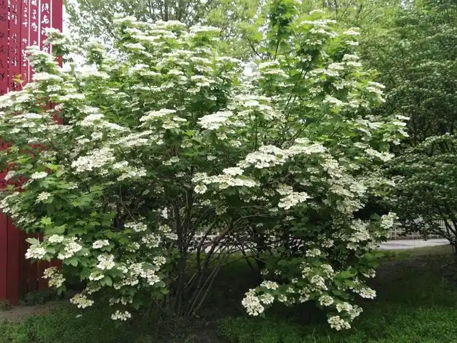 天目琼花～～学府