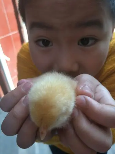 正式孵蛋——小鸡出壳——小鸡雏一天天在变化在长大