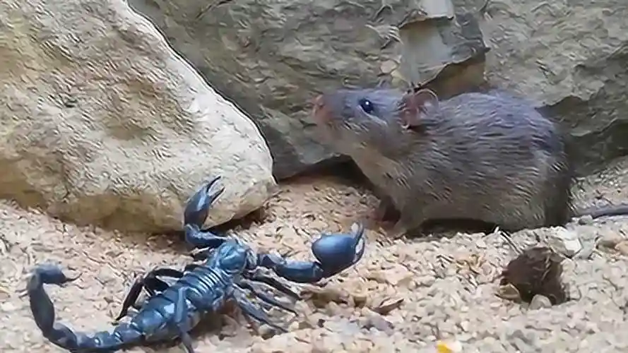 实拍巨型蝎子大战老鼠最后蝎子死的很惨
