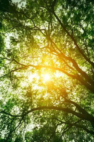 森林里美丽的大自然.宁静的背景, 白天户外阳光明媚夏日