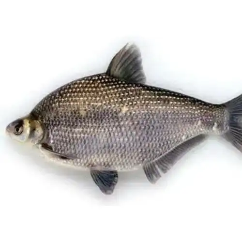 鳊鱼1商品评价可以的下次需要再来