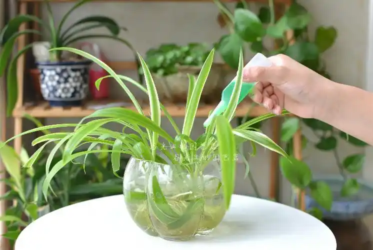 水培植物营养液通用型水养盆栽花卉肥料绿萝富贵竹发财树专用花肥