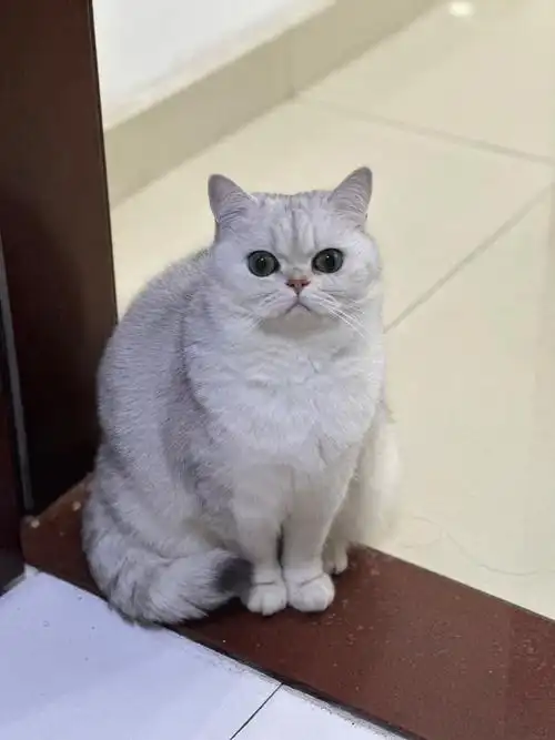 无美颜无滤镜银渐层英短