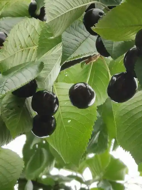 四川凉山车厘子树苗四川凉山车厘子树苗批发