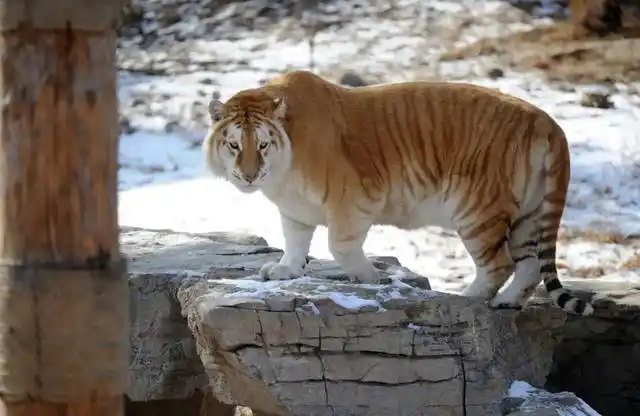 广州香江野生动物世界的白虎山上,一只全身金黄,体格健壮的老虎吸引了