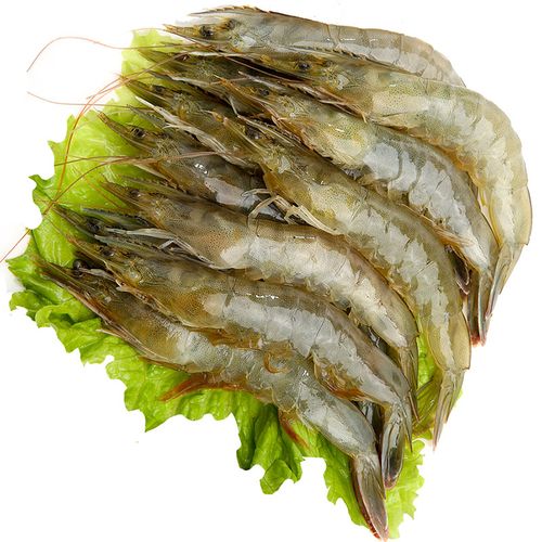鲜活白虾500g活虾