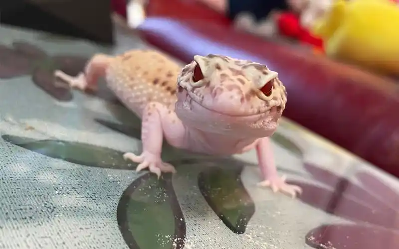 【豹纹守宫】可爱的小雷达喝水