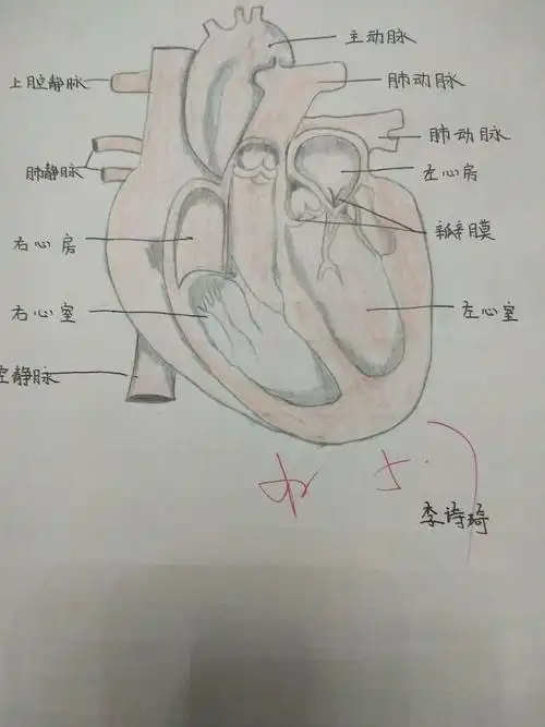 锡林浩特六中初一3班生物优秀心脏图展示