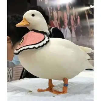 柯尔鸭多少钱一只?宠物鸭好养吗?插图(2)