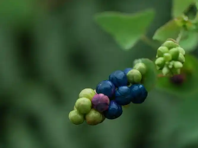 农村传说蛇最怕的植物杠板归