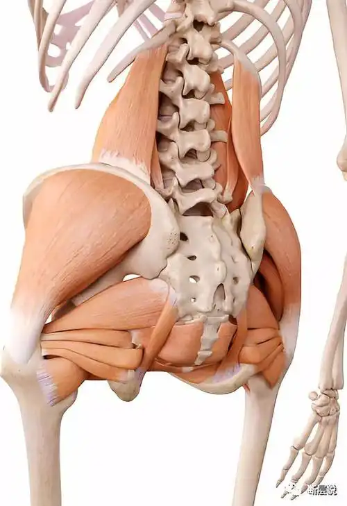 内影响髋关节,外影响步态上到腰,下到膝将不仅仅是在臀部"起义"一旦