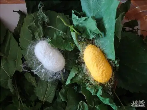 htm 虎蚕会吃白蚕吗 http://tangguohouse.i.sohu.