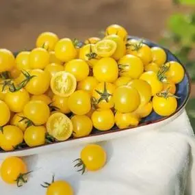 黄金樱桃小番茄3斤装黄色阳光千禧果陕西泾阳圣女果