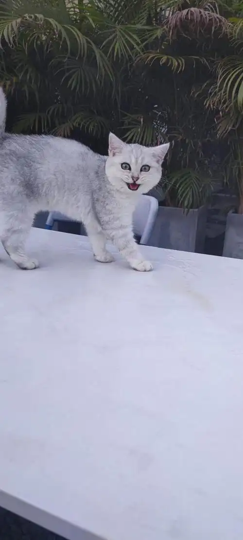 要离开深圳了银渐层11003个月可谈纯白美短8个月和牛奶猫10个月小偿