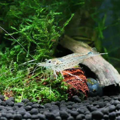 大和藻虾日本大河鱼缸造景水草装饰珍珠沼虾虾