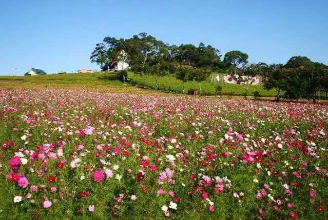 中国最美十大花海让你享受最独特的浪漫