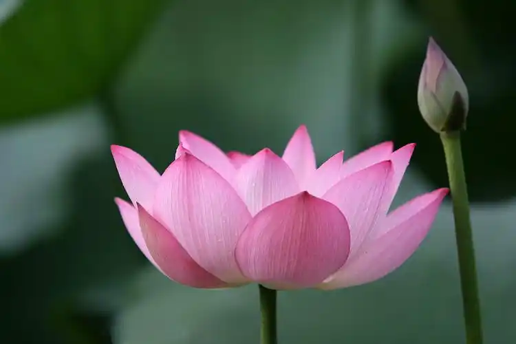 善良来自人心干净纯洁精美图文