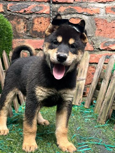 四眼铁包金土狗幼犬农村家养忠诚护主四眼圈中华田园犬活体看家狗