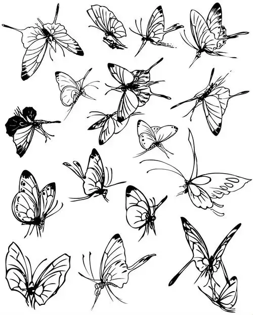 蝴蝶-素描图集