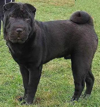 沙皮犬的马肩隆到地面的距离,与他从