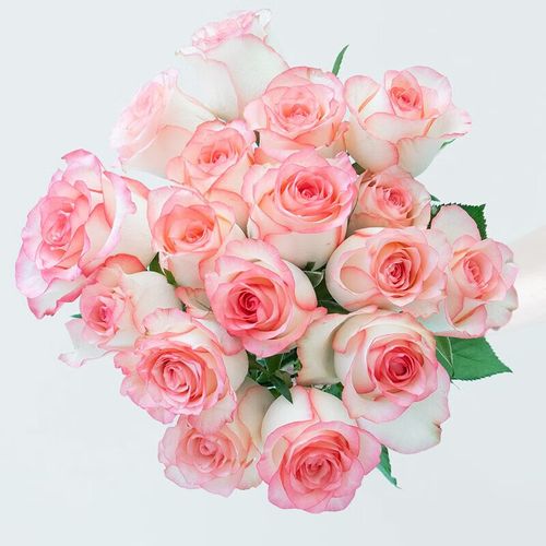 鲜花康乃馨花中考毕业礼物插花生日礼物女鲜花同城配送 艾莎玫瑰20支