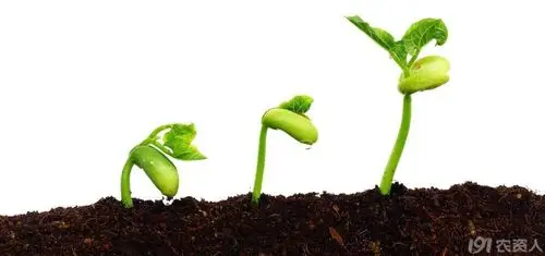 阳光宝贝幼儿园中二班科学小实验《小种子成长记》