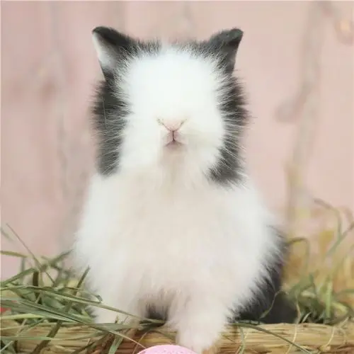 猫猫盖脸宠物兔活纯种垂耳凤眼小体侏儒兔兔兔