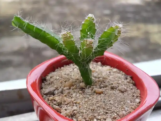 自己播种养护的火龙果小苗.