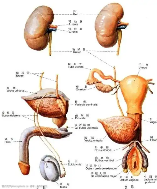 男性生殖系统概观图片