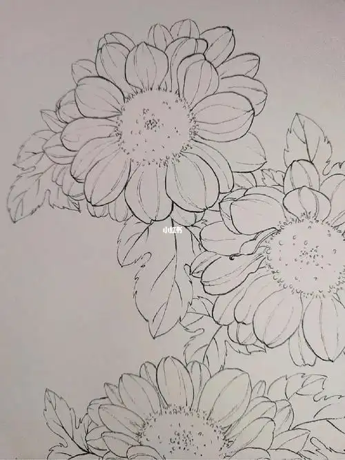花卉线稿 #线描花卉  #黑白线描  #寻找小红书绘画大神  #雏菊