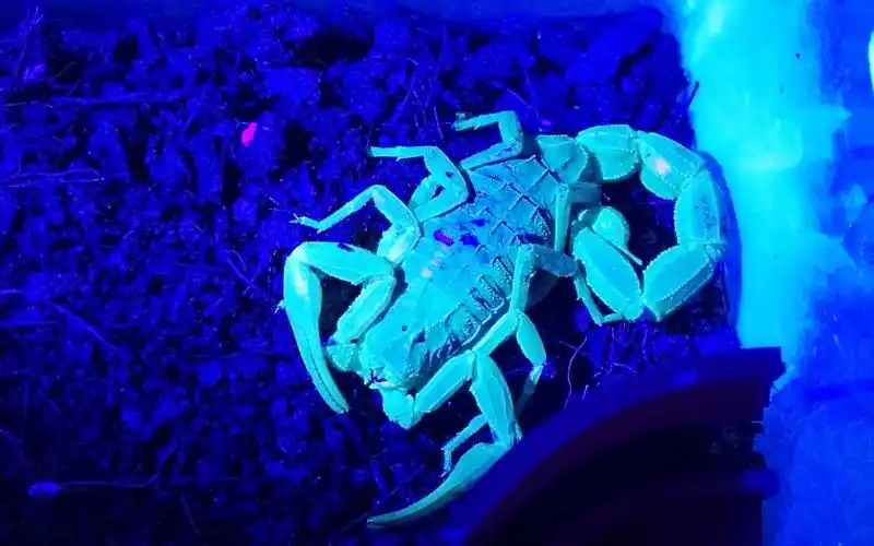 蝎子们在紫光灯下美丽的荧光