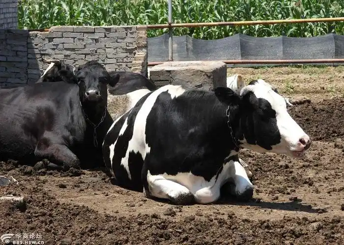 实拍农民家庭奶牛养殖场