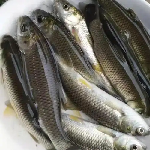 【养殖龙鱼】-养殖龙鱼厂家,品牌,图片,热帖-阿里巴巴