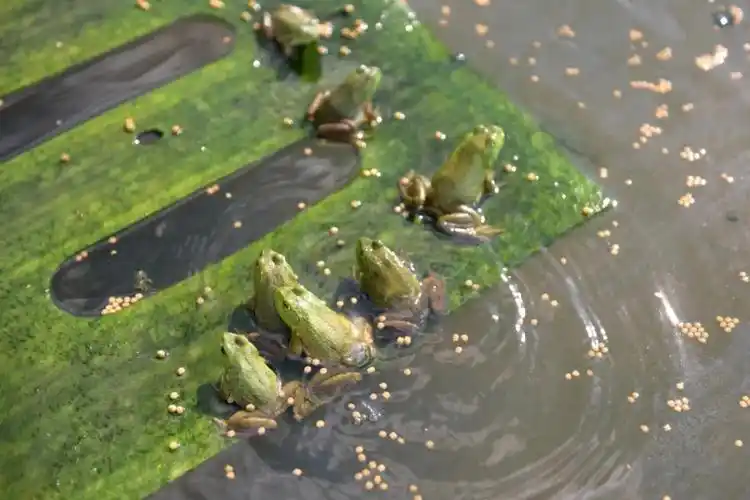 岑巩探索稻鱼蛙共生新模式一田多用促增收