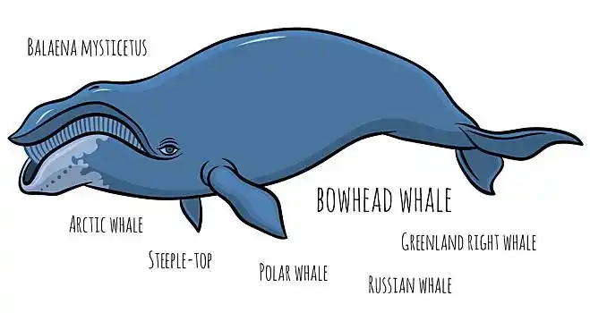 鲸,卡通,矢量,插画鲸,尾部,地平线,黑色,露脊鲸,海洋,黑白北方,露脊鲸