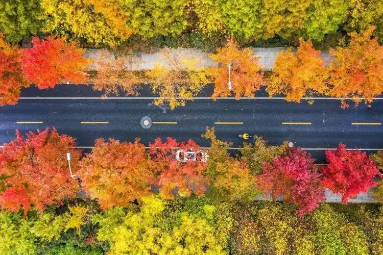 这个大家族最高年龄达1400多岁让我们透过它们来看这抹最动人的色彩