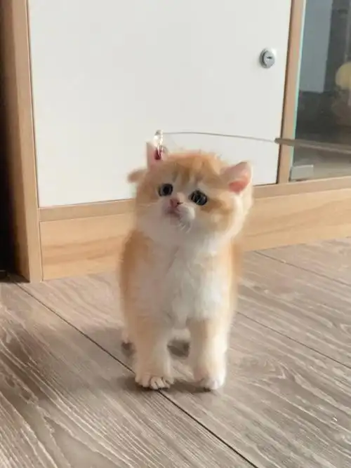 关于红金渐层弟弟尾尖颜色后续