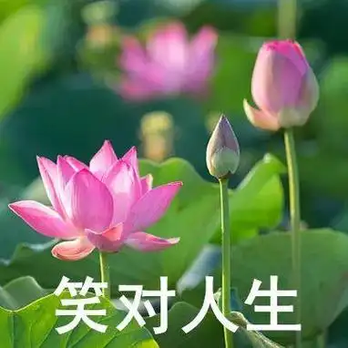 "妈,你有新的荷花头像可以换了!"__财经头条