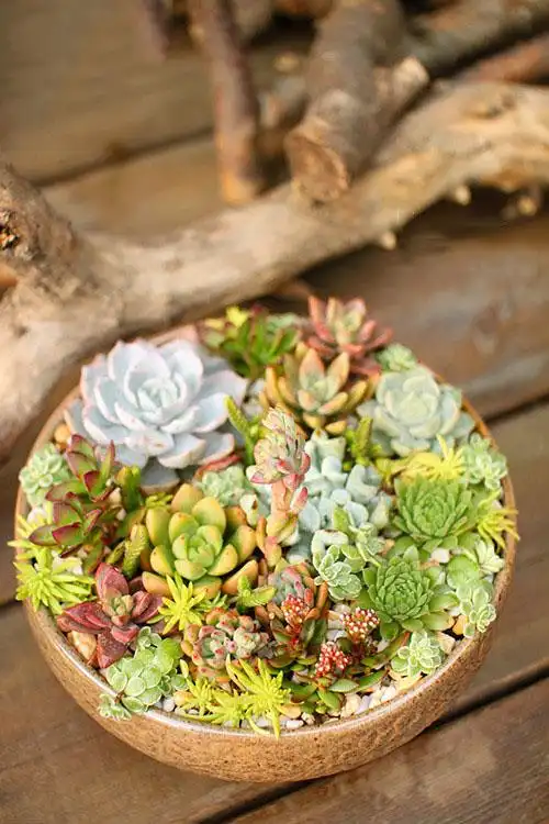 像腊八粥一样的diy多肉拼盘你大饱眼福