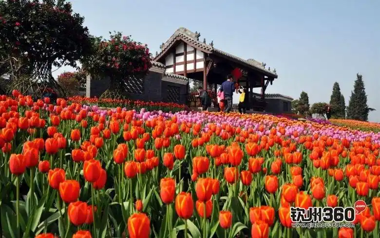 重磅发布长融人和春天首届郁金香花展3月30日香艳绽放