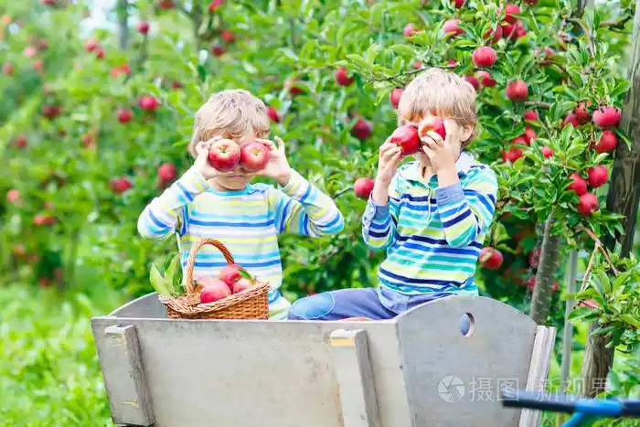 两个可爱开心小孩子男孩领料和有机农场吃红苹果